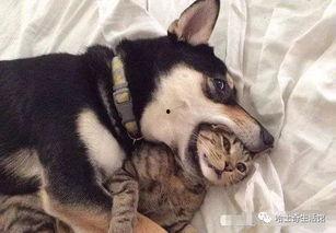 徒弟爆料狗磊视频大全最新,徒弟爆料揭秘最新精彩瞬间