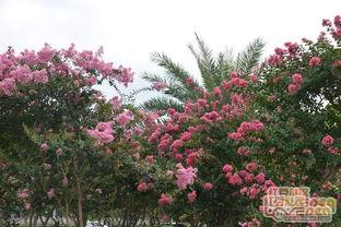 玉林江南公园最新爆料,绿意盎然，休闲新地标即将亮相